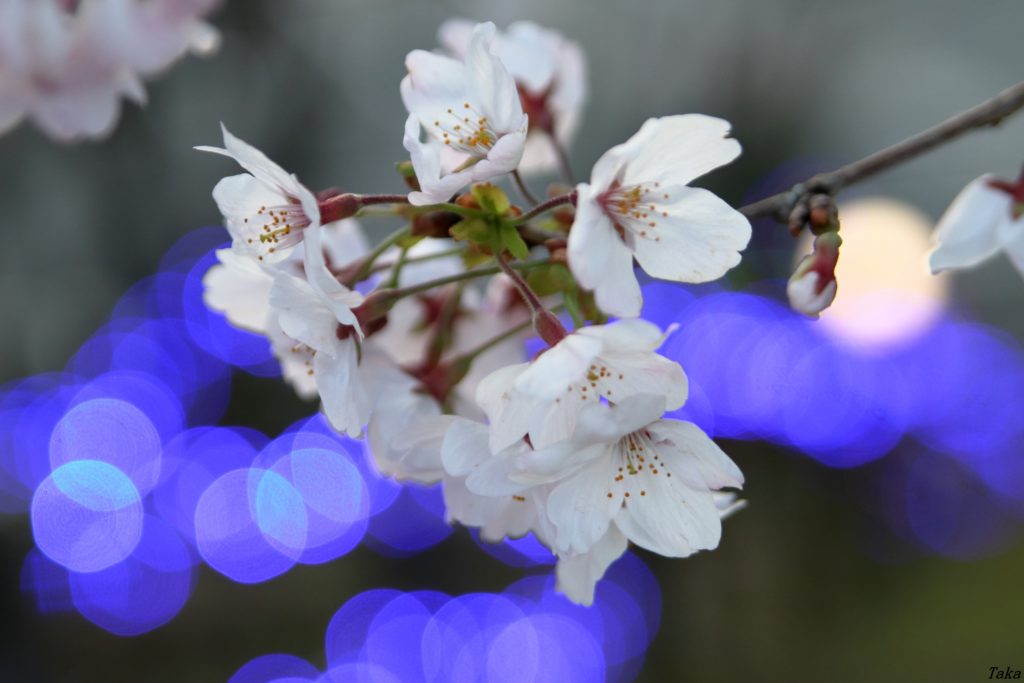 電飾を背景に桜