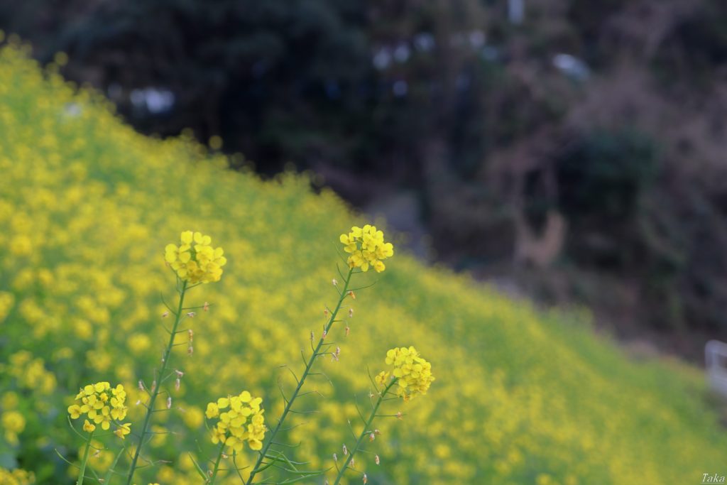 満開の菜の花