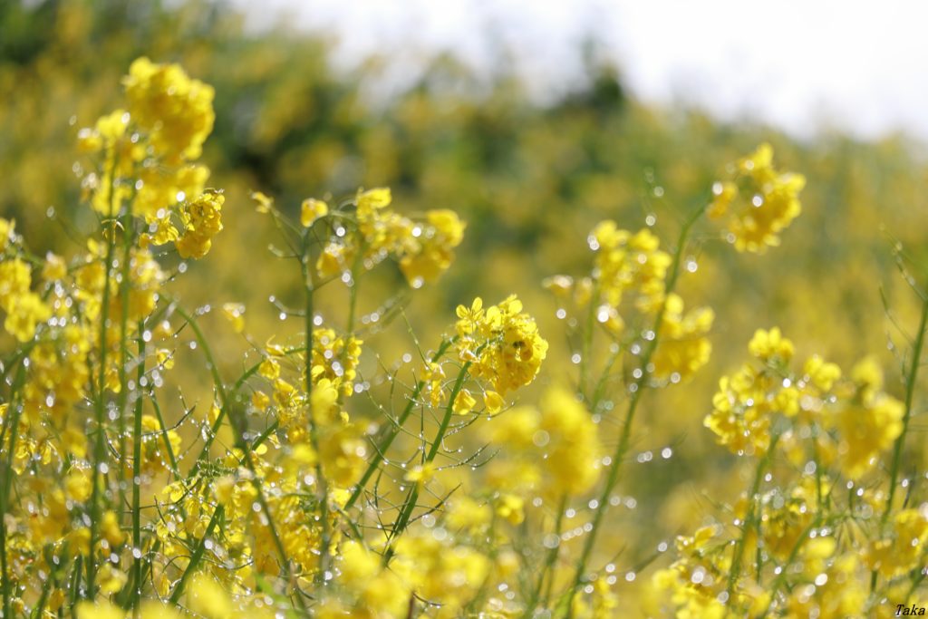 雨上がりの菜の花