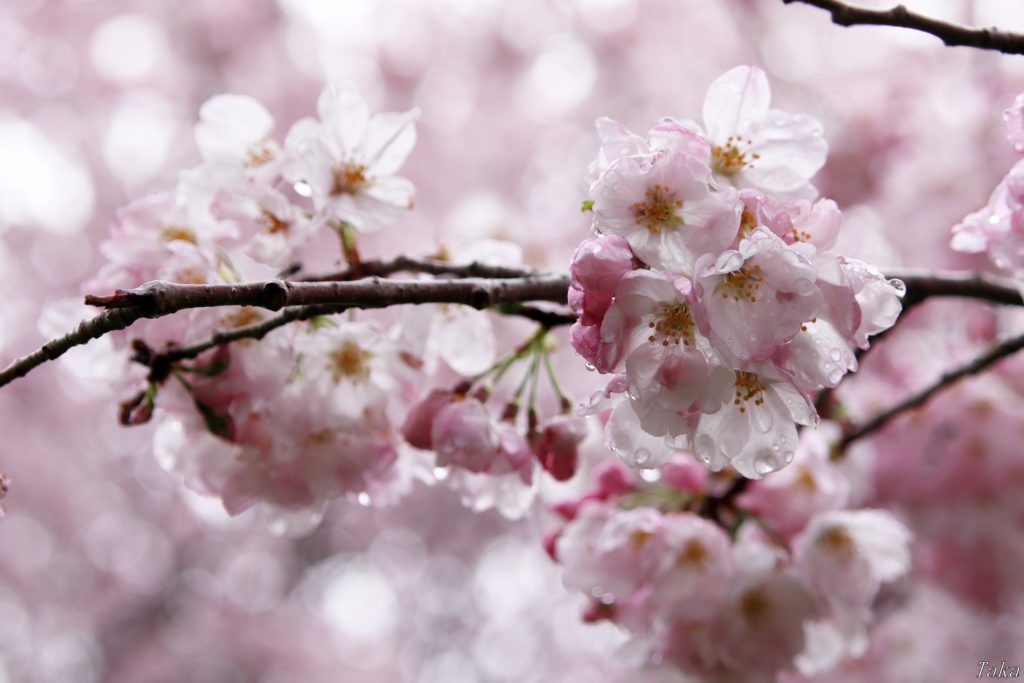 雨上がりの日差しに包まれる桜