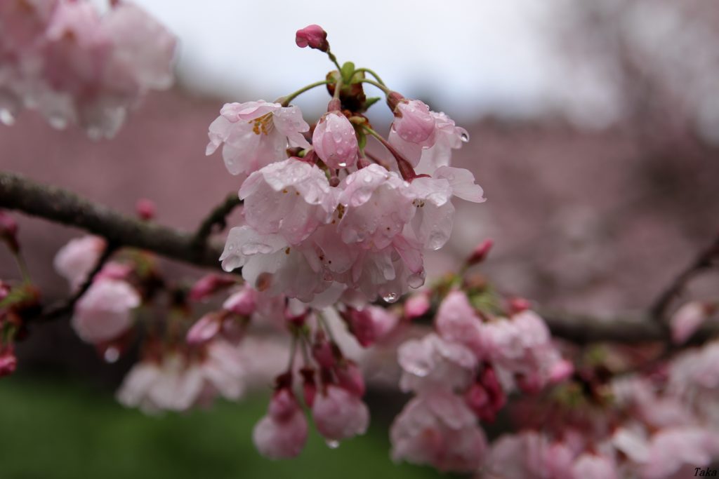 雨に濡れた桜