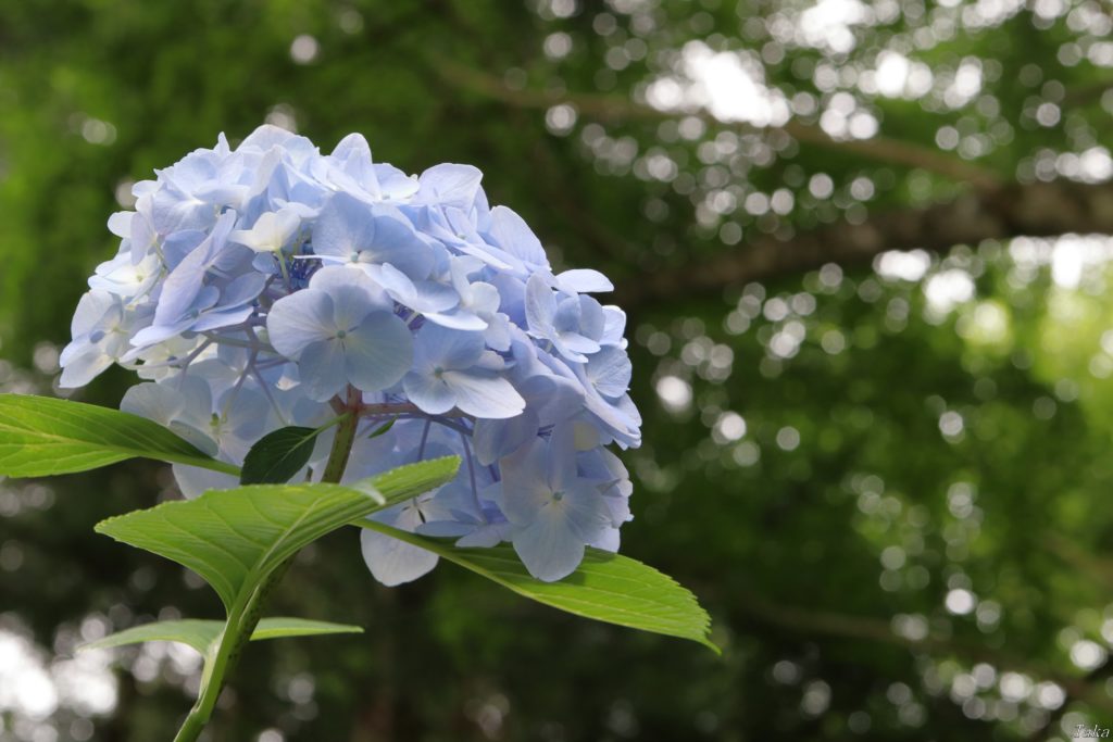 木漏れ日の中の紫陽花