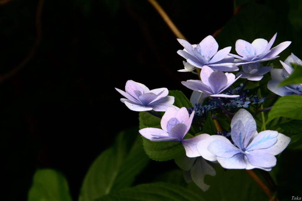 静かに咲く紫陽花