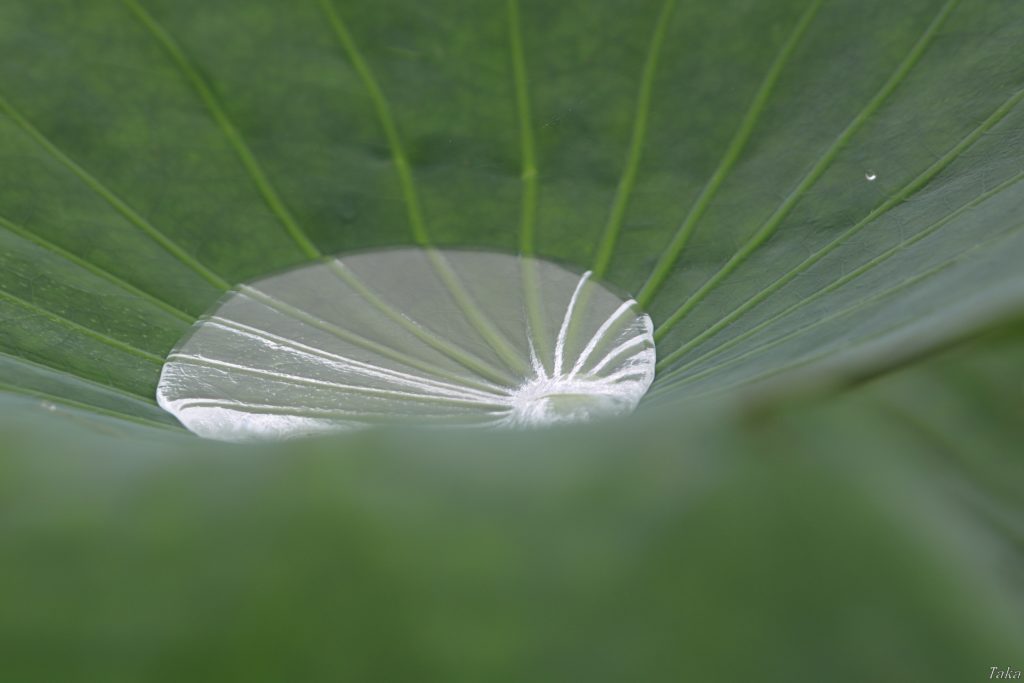 蓮の派に水たまり