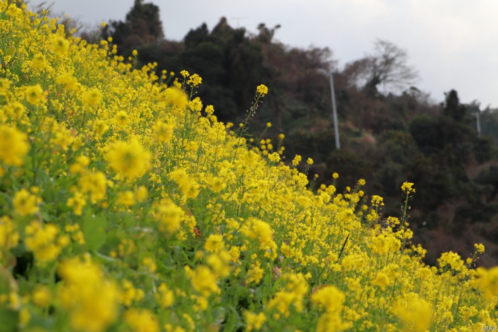 菜の花