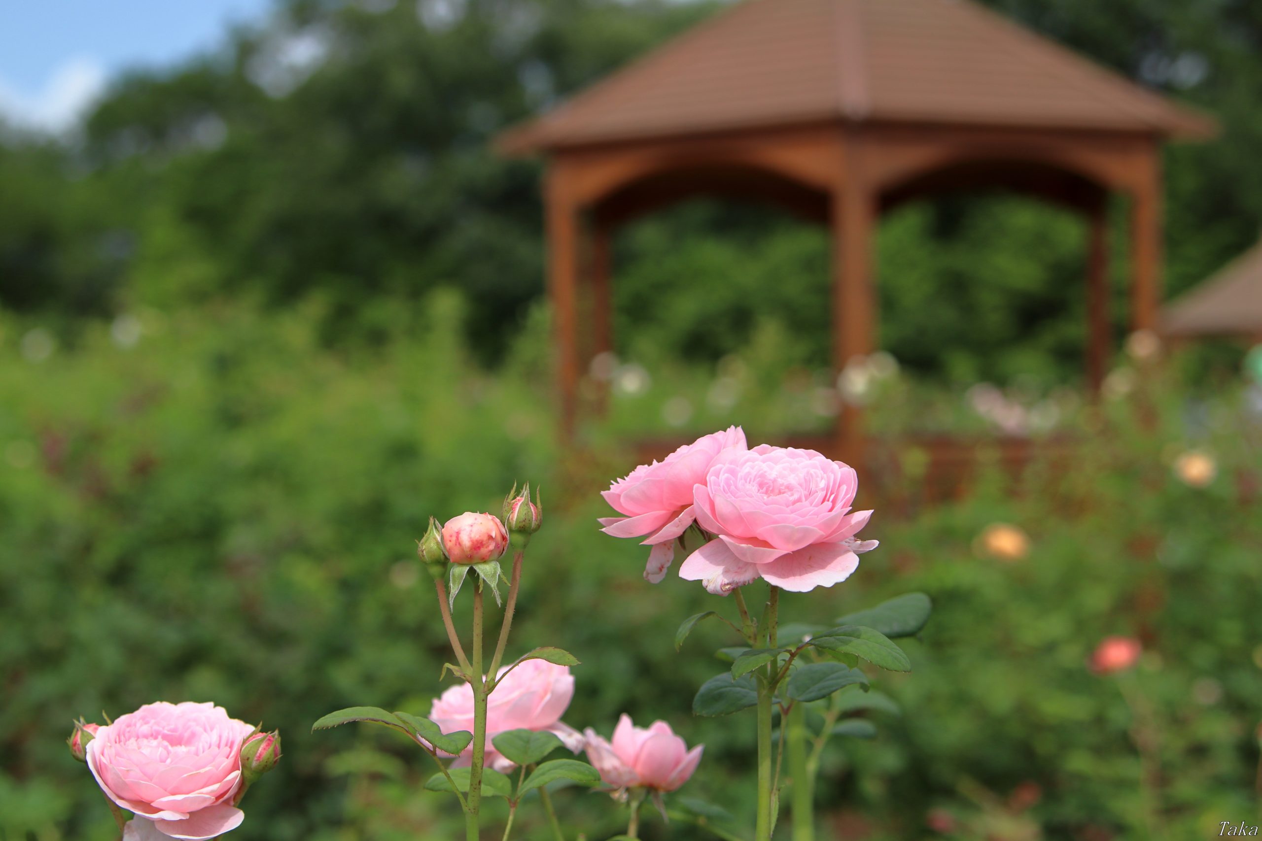 四季を求めて 広島県の世羅町 世羅高原花の森ローズフェスタに行ってきた タカの趣味blog